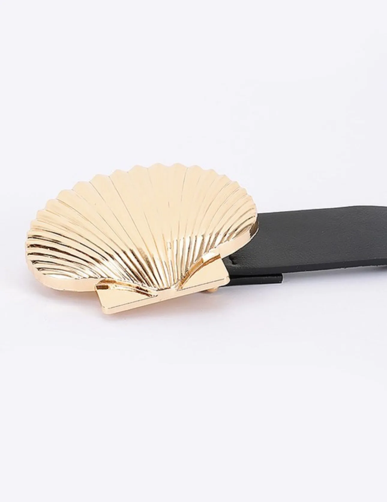 Sea shell 1.5